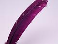Feather color - Purple